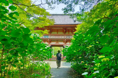 【くぼさんぽ 能勢〜豊能〜亀岡 】アジサイを見に、花の寺・久安寺へ（池田市）